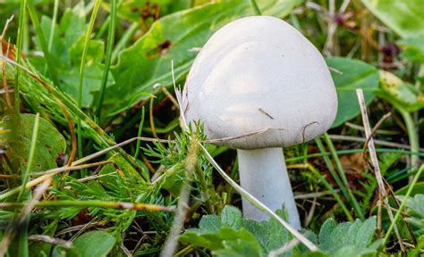 So Erkennen Sie Den Champignon Im Wald Selbst De