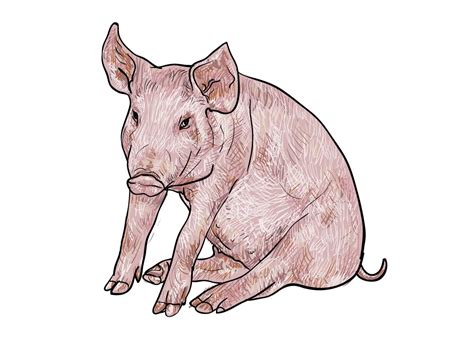 Drawing Of Pig Animal Illustrations Creative Market