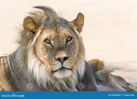 Male Lion Resting Stock Image Image Of Lion Wildlife 53545347