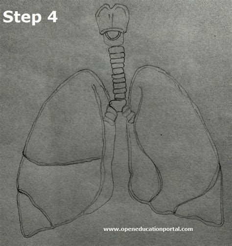 Human Lungs Diagram For Kids