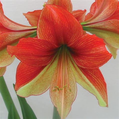 VAN ZYVERDEN Amaryllis Bulbs Half And Half Set Of 1 Bulb 87200 The