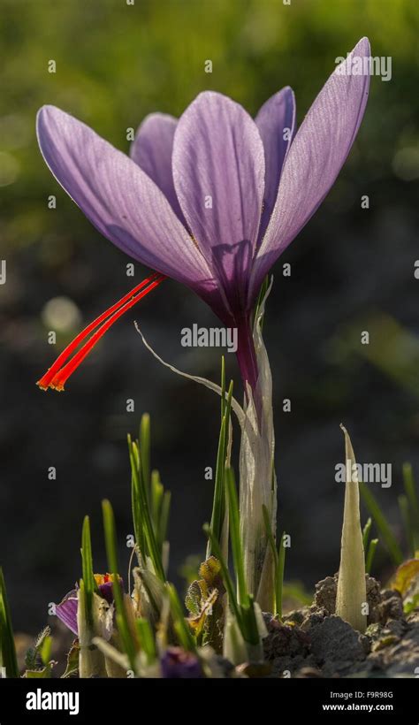 Close Up Of Saffron Crocus Crocus Sativus In The Harvest Season Near