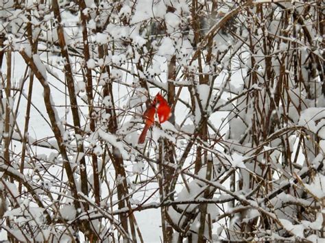 Northern Cardinal In Dayton Ohio Rbirding