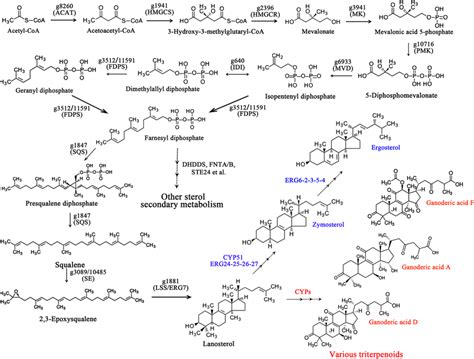 Putative Triterpenoid And Ergosterol Biosynthetic Pathway In G