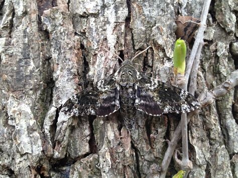 The Grackle: Pawpaw Sphinx Moth