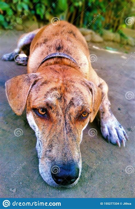 Head First Brown Aspin Stock Photo Image Of Closeup 155277334