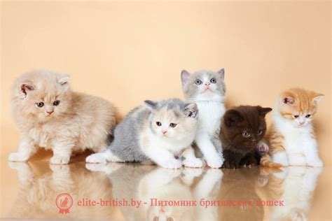 Британцы: фото, видео. Породистые плюшевые короткошерстные ...