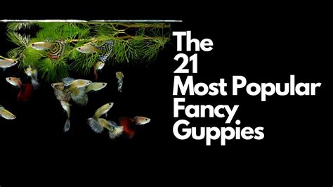 The Most Popular Types Of Guppy Fish Youtube