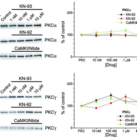 Differential Effects Of CaMKII Inhibitors On PKC And PKC AKAP79 3152