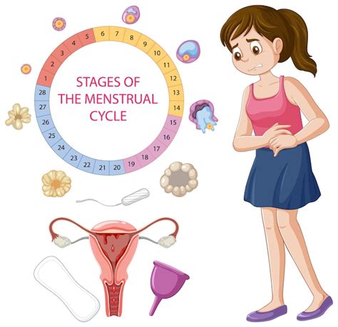 Infográfico das fases do ciclo menstrual Vetor Grátis