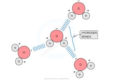 Water & the Hydrogen Bond | CIE AS Biology Revision Notes 2025