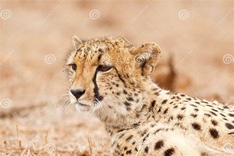 Cheetah Staring Stock Image Image Of Land Sand National 26242695