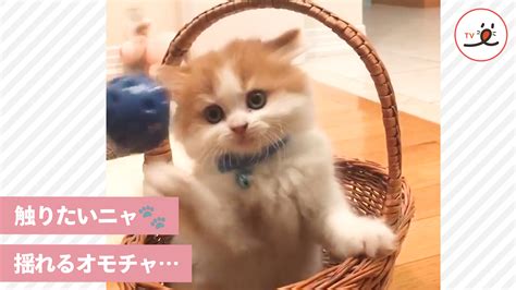 ついつい体が動いちゃう♪ 目の前で揺れるおもちゃに夢中な子猫ちゃんが可愛すぎ！ Peco Tv Yahoo Japan