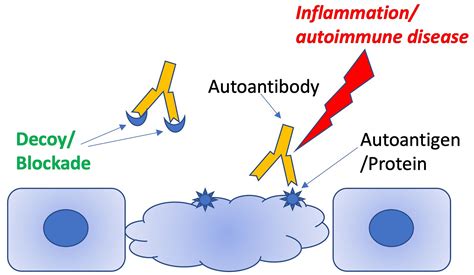 Frontiers Autoantibody Autoantigen Competitor Decoys Application To