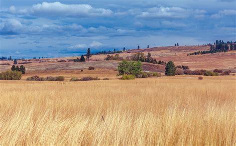 The True Tale Of The Oregon Trail Seattle Met