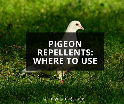 How To Get Rid of Pigeon - Pigeon Repellents: Where To Use