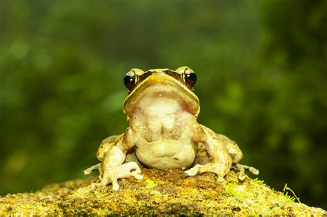 Photographer Sathyabhama Das Biju