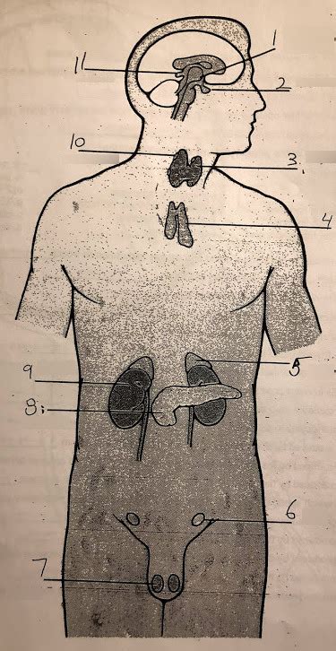 Anatomy Gland Diagrams Diagram Quizlet Hot Sex Picture