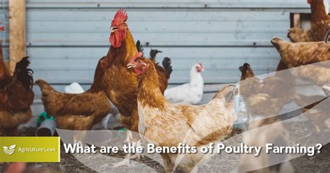 Benefits Of Poultry Farming Agriculture Loan