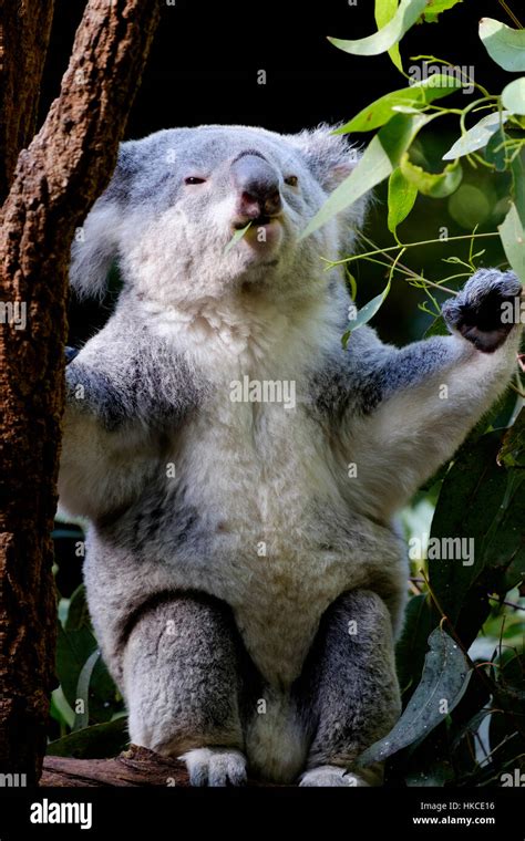Koala - Australia Zoo Stock Photo - Alamy