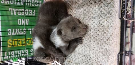 Kodiak Brown Bear cubs for Sale