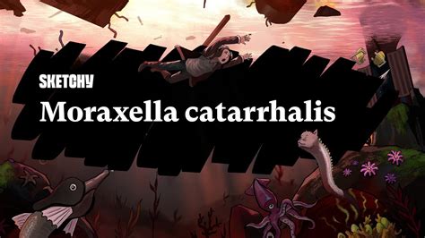 Moraxella