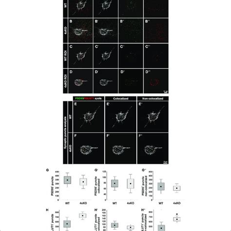 Expression Of PSD95 Positive And VGLUT1 Positive Synaptic Puncta At