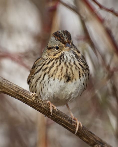 Lincolns Sparrow Birdnote