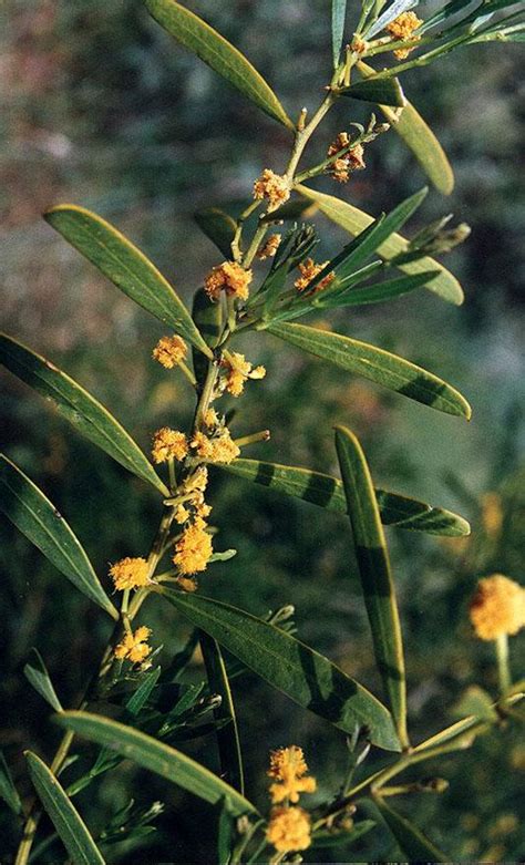 Plantnet Floraonline
