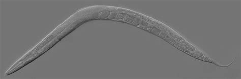 The Cellular Pathways Through Which Pheromones Trigger Gene Expression