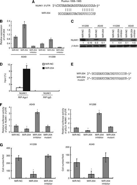 Nuak Was Modulated By Mir A Predicted Binding Of Mir To