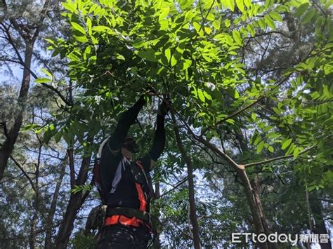 台南修剪景觀樹木均要有證照 黃偉哲：修剪樹木一定要專業人才 Ettoday地方新聞 Ettoday新聞雲