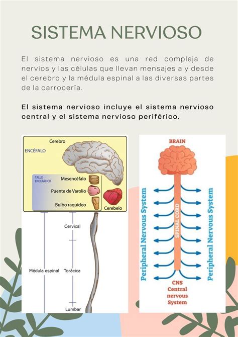 Emp Fisiologa Sistema De Conduccin Cardiaco Y Propiedades Elctricas