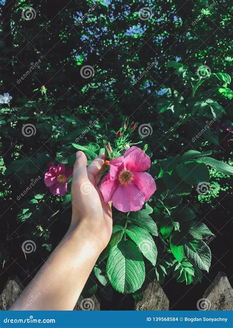 Hand Holding Fresh Pink Rose And Green Leaves Wild Rose Bush On Wooden Fence Beautiful Tender