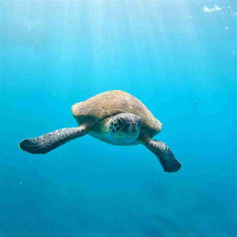 Kayak And Snorkelling Sea Thru Kayaks