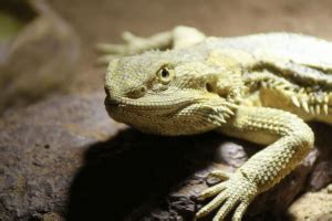 Pogona Dragón Barbudo Qué come cuidados en el terrario 2022