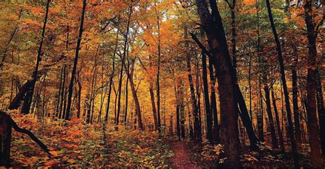 Fall Colors Unveiled Mchenry County Il