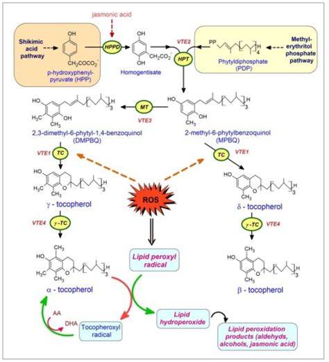 Tocopherol Tocotrienol Biosynthesis In Plants The Hydroquinone Ring Of