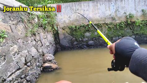 Sambaran Ganas Ikan Ini Bikin Joran Melengkung Tajam YouTube