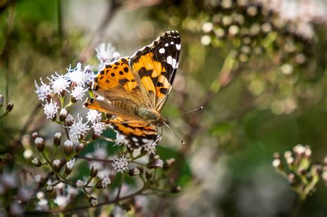 Wilder Club With The Cumbria Wildlife Trust Krankenhaus Festival