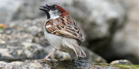 Bilan Du Comptage Hivernal Des Oiseaux Des Jardins Lpo Ligue