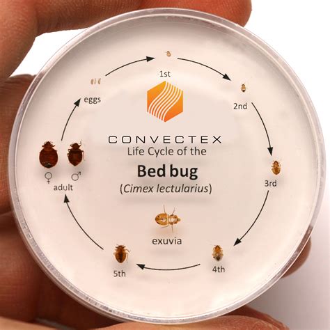 Bed Bug Life Cycle Bed Bug Reference Tool