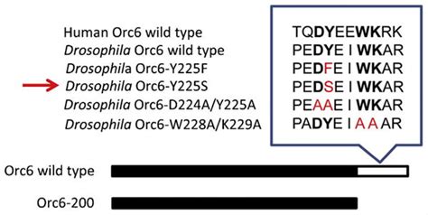 Drosophila Model Of Meier Gorlin Syndrome Based On The Mutation In A