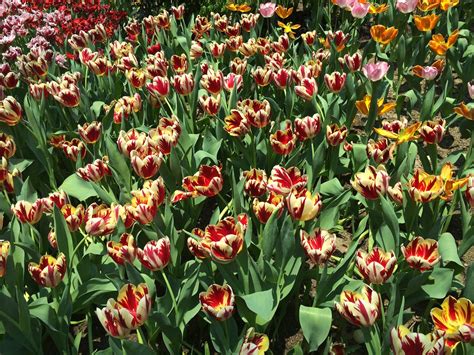 tulipmania