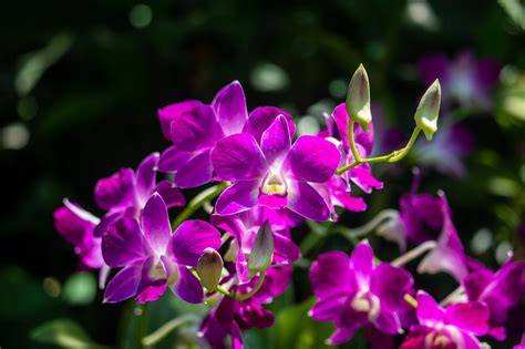 Orquídeas Flores Moradas Foto gratis en Pixabay Pixabay