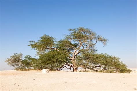 Tree of Life | Tourist Attraction | Wyndham Garden Hotel Manama