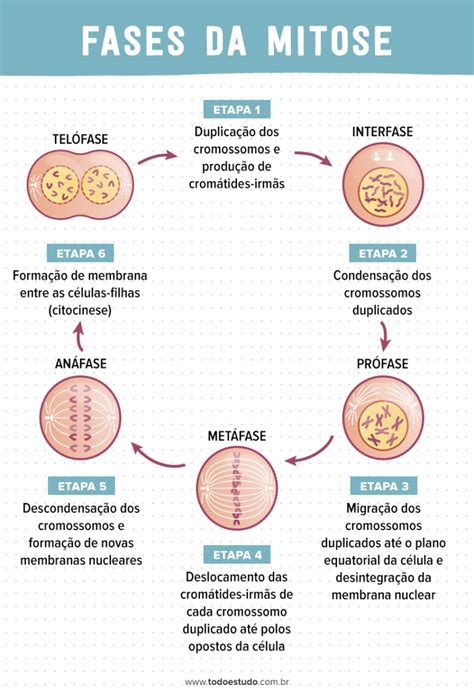 Mitose e meiose entenda quais são as diferenças entre os processos