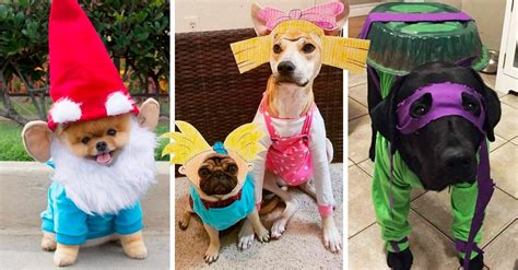 Disfraces De Halloween Para Que Pidas Dulces Con Tu Perro