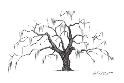 Live Oak Drawing At Explore Collection Of Live Oak Drawing