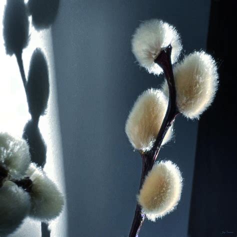 Pussy Willows In Shadow And Light By Joy Sussman Photograph By Joy Sussman Fine Art America